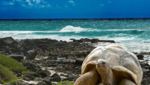 Which Island is known as the Island of Giant Tortoises?
