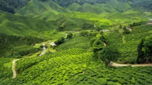 Which State is known as the Green State of India?