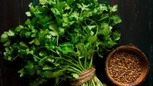 Which is the largest Coriander Producing State in India?