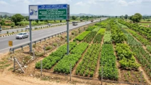 What Is NHAI’s 'Arogya Van' Initiative? Medicinal Trees to Line India’s Highways