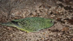 Rare Night Parrot Sighting Confirmed in Australia, Scientists Call It Major Breakthrough