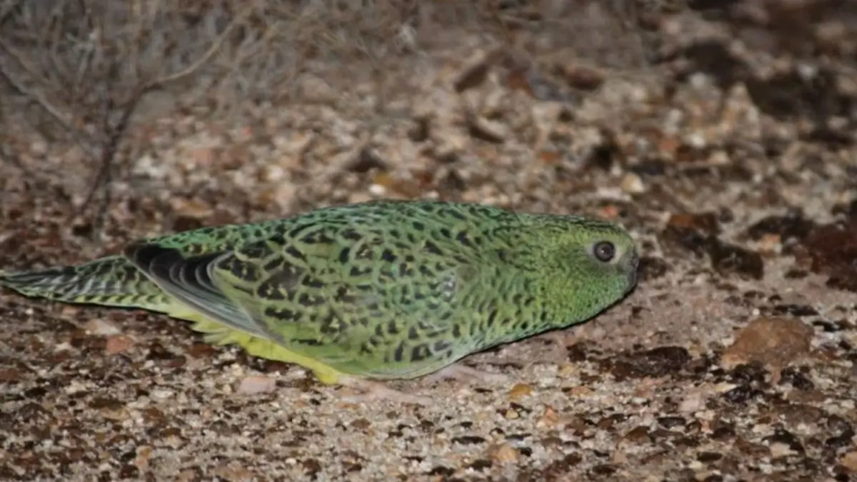 Rare Night Parrot Sighting Confirmed in Australia, Scientists Call It Major Breakthrough