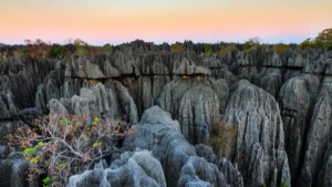 Which Forest is known as the Forest of Knives?