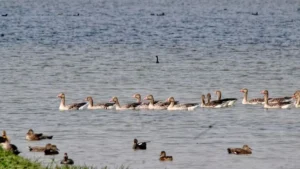 India Adds 99th Ramsar Site with Inclusion of Shekha Jheel in Uttar Pradesh