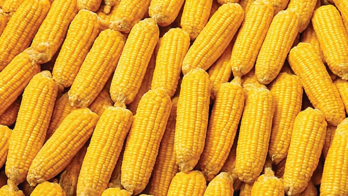 India Loses Top Spot in Bangladesh Corn Market Amid Rising Ethanol Demand