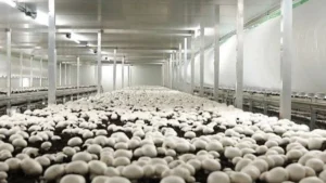 Andhra Pradesh Launches Massive Mushroom Mission Worth ₹13,000 Crore