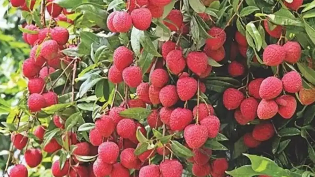 Which State is Known as the Litchi State of India?