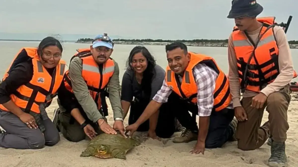 India's First Satellite Tagged Ganges Softshell Turtle Released in Kaziranga