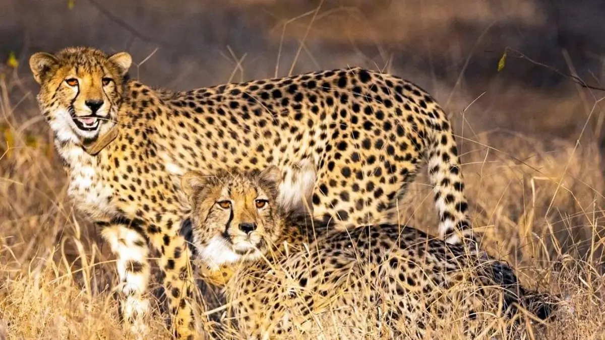 From Near Extinction to Revival: India's Cheetah Mission Reaches a Big Turning Point