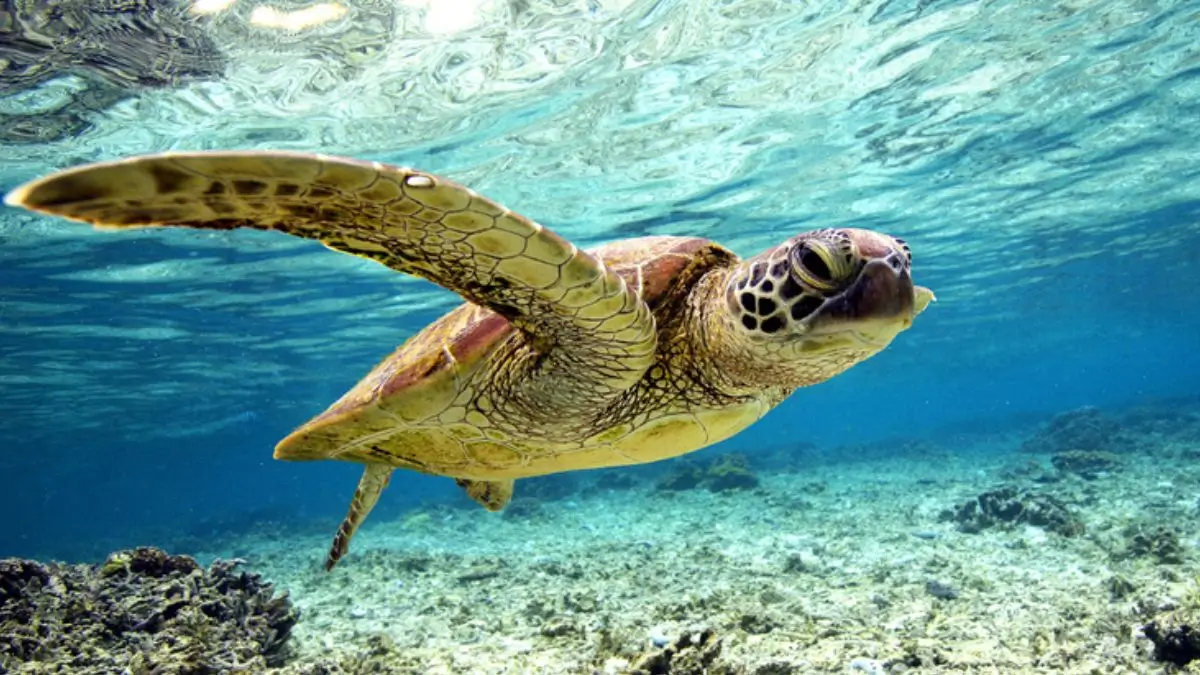 World Turtle Day 2026: Why Protecting Turtles Matters for Biodiversity and Ecosystems