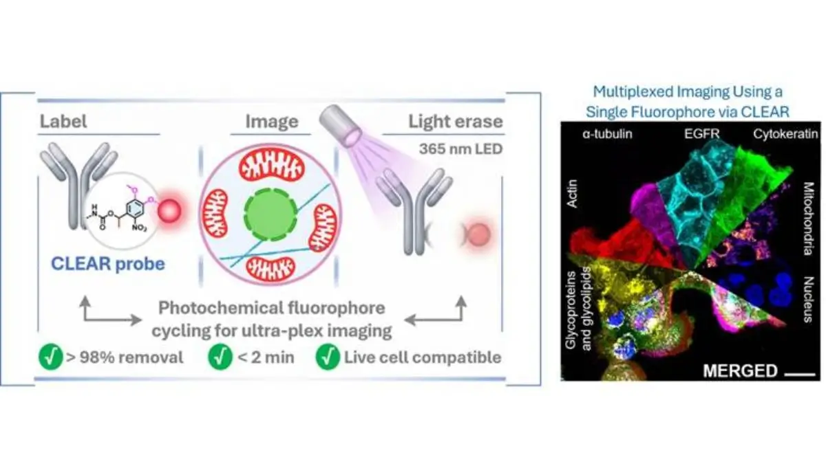 Indian Scientists Develop CLEAR Technology, Breakthrough Protein Imaging Platform for Precision Medicine