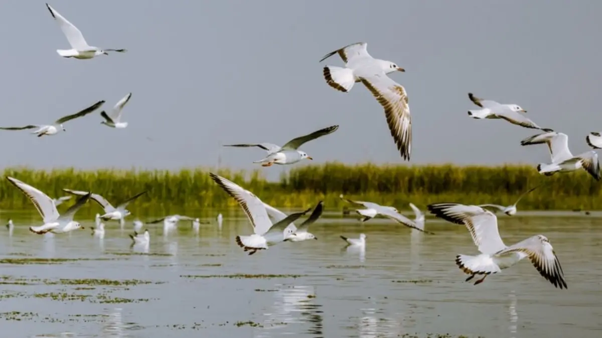 India Reaches Landmark of 100 Ramsar Sites with Jai Prakash Narayan Bird Sanctuary