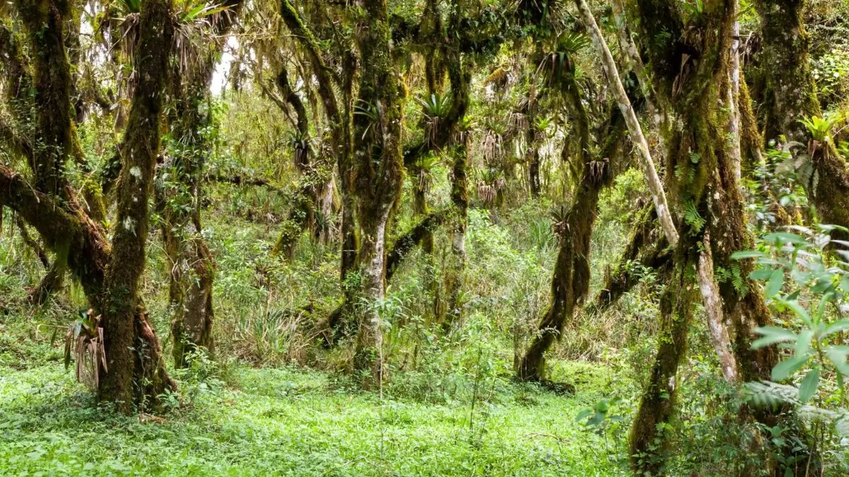 Which Is the Only Country Named After a Tree?