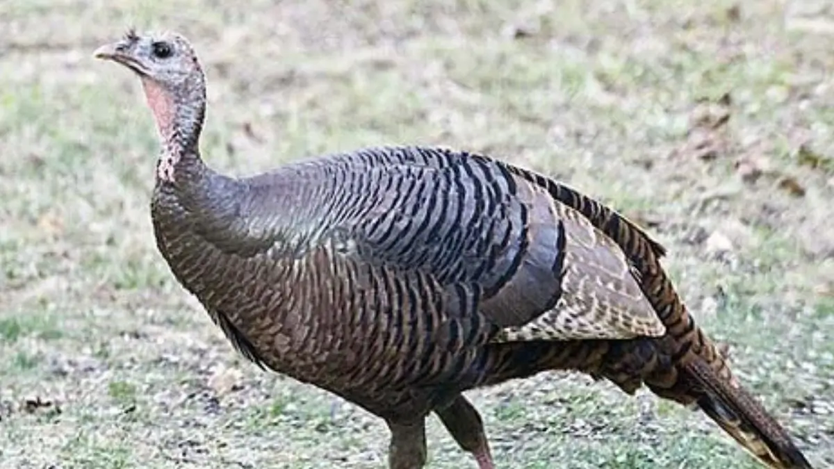 Which Is The Only Bird Named After A Country?
