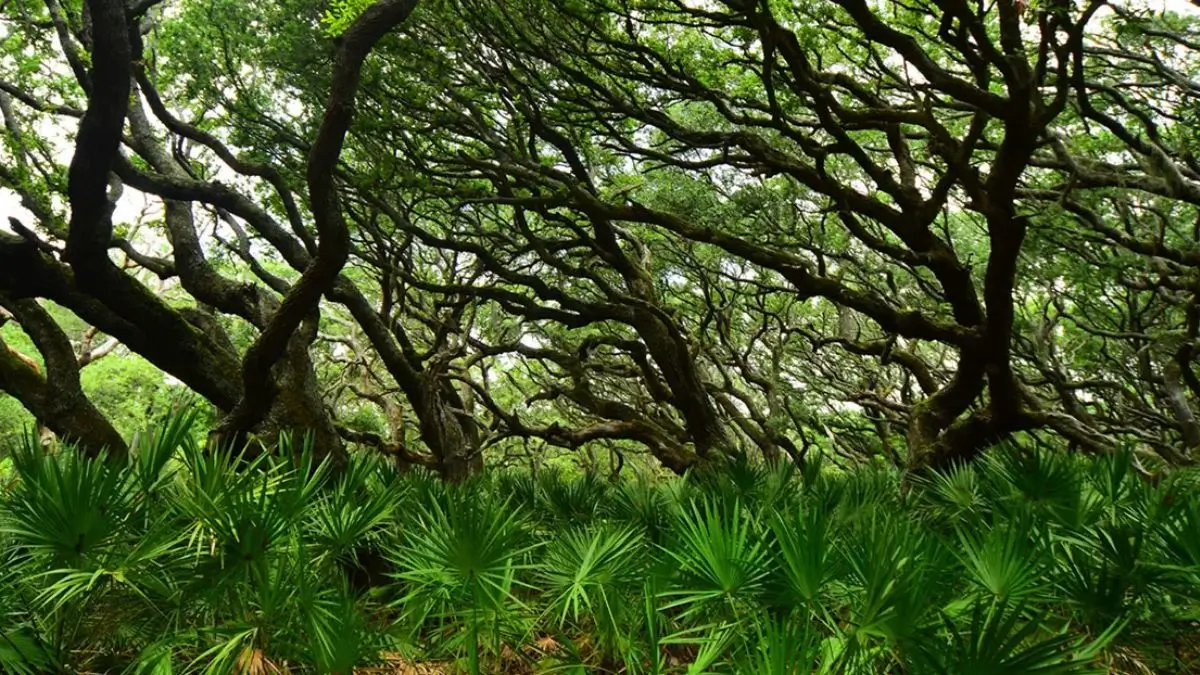 Who Started Miyawaki Forest in India? Complete Guide to the Miyawaki Method