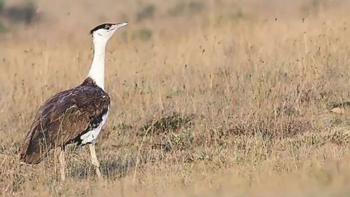 Project Great Indian Bustard Adds Three New Chicks, Captive Population Reaches 94
