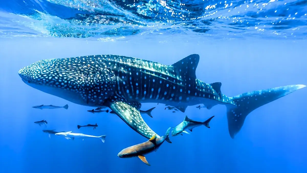 List of Top 10 Biggest Fish in the World (Ranked by Size)