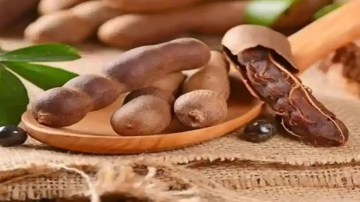 Khurasani Imli Gets GI Tag: History, Significance and Unique Features of Mandu’s Heritage Fruit