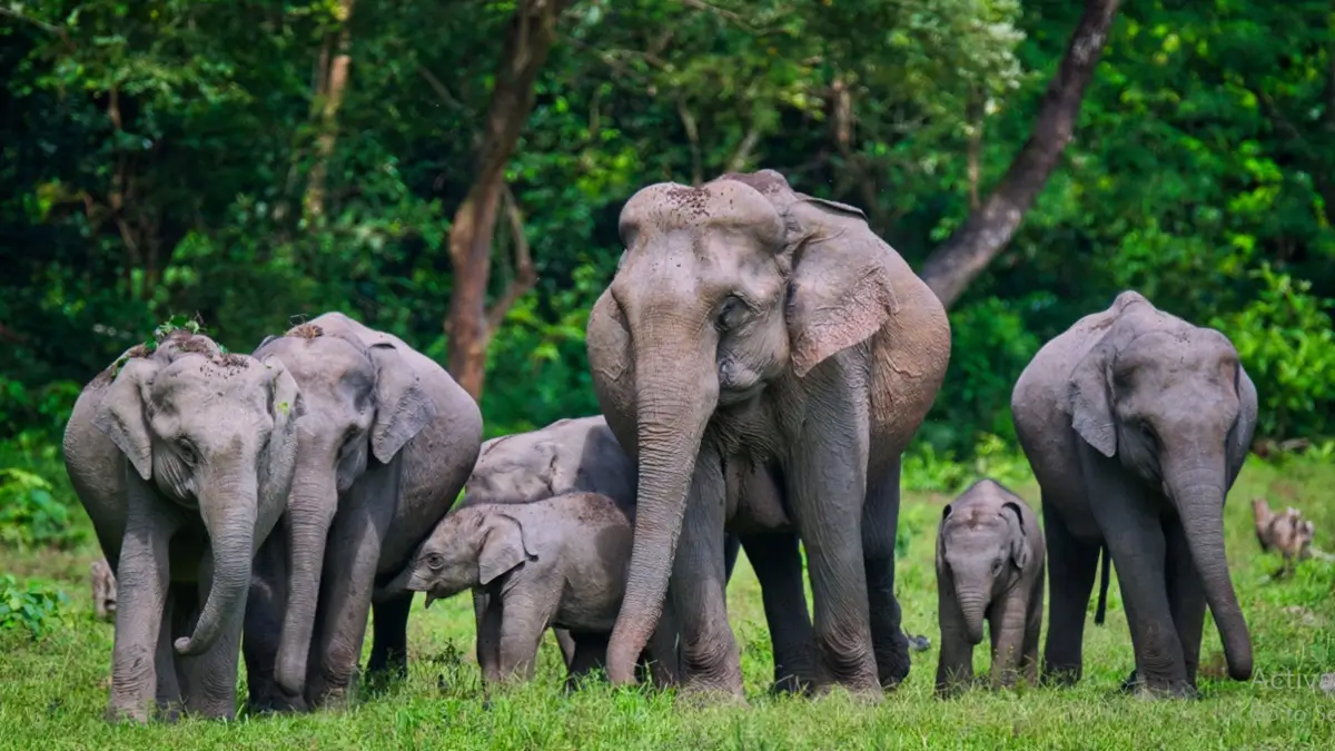 List of Elephant Reserves in India 2026