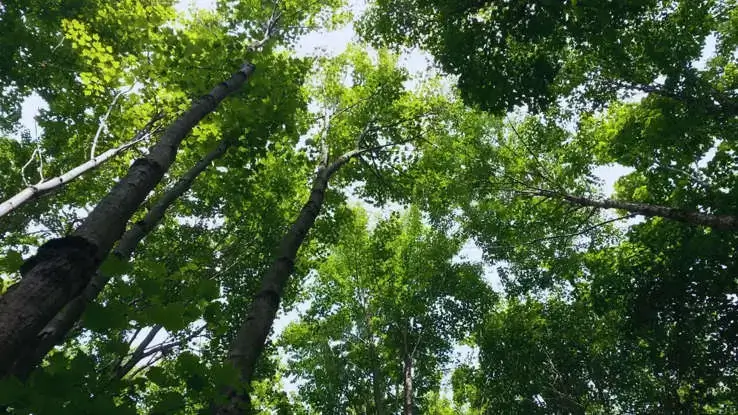 List of Indian State Trees: State-Wise Official Trees of India