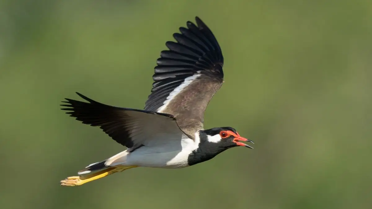 Meet India's Unique ‘Monsoon Forecaster’ Bird That Helps Farmers Predict Rainfall: How the Red-Wattled Lapwing Predicts Rain