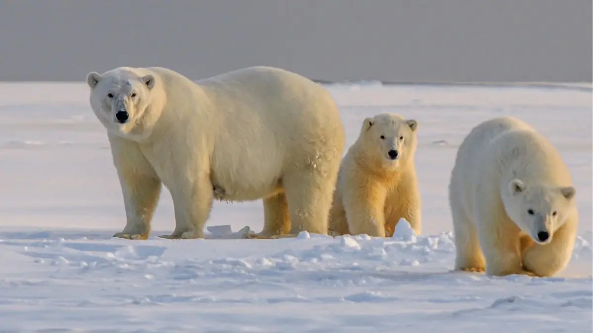 Which Country Has the Most Bears in the World?