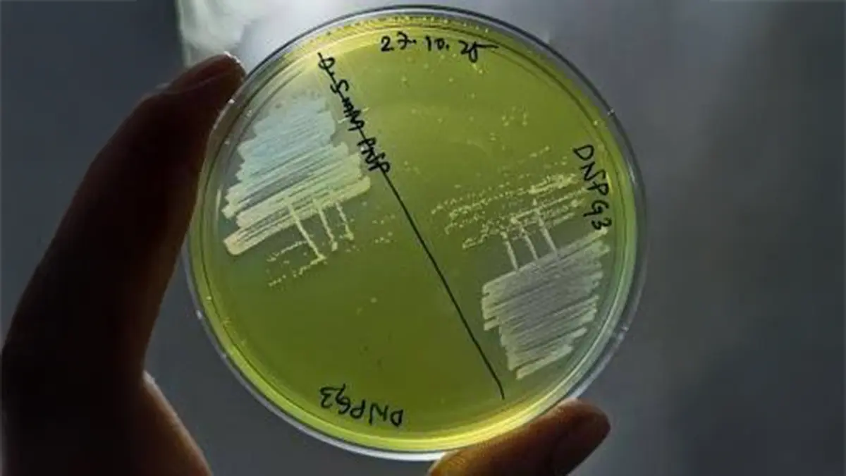 What is Brachybacterium netajii? Discovery, Features, Environmental Importance & Exam Notes