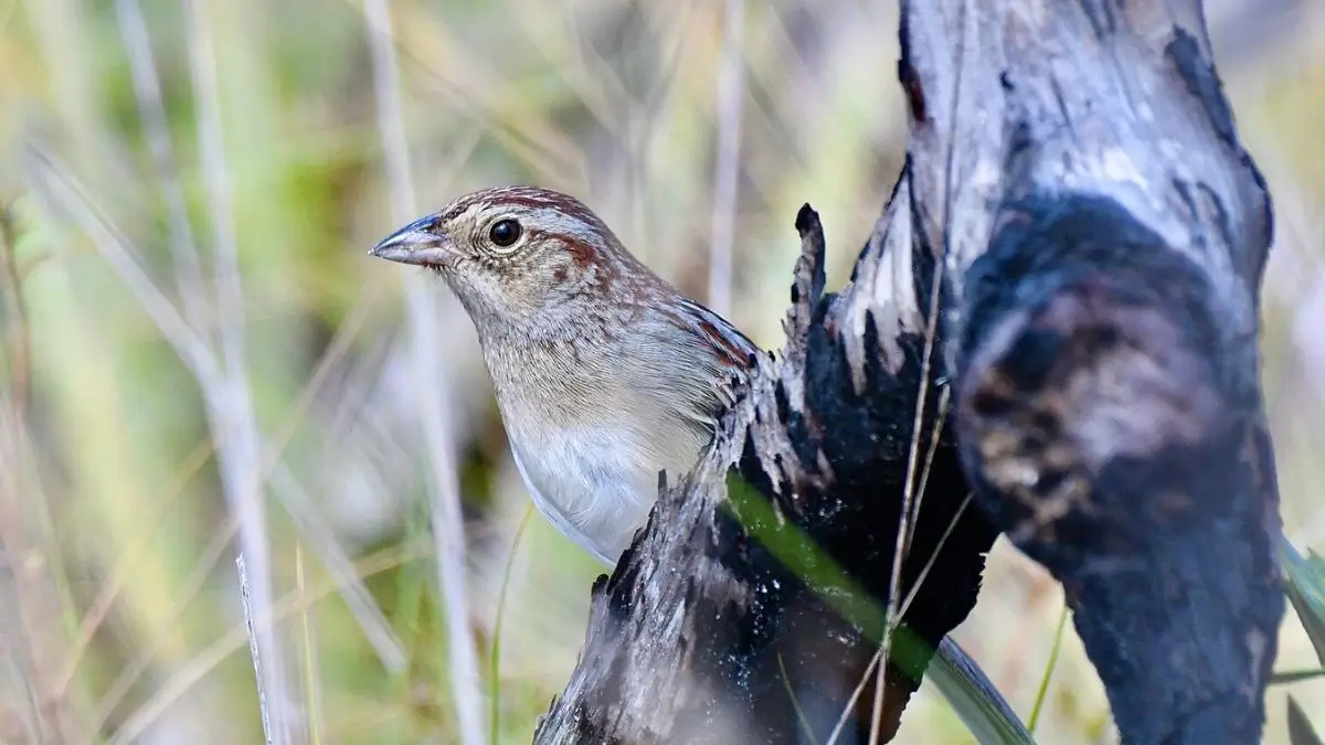 How a Bird's Habitat Can Change Its Song: New Research Reveals Nature's Hidden Language
