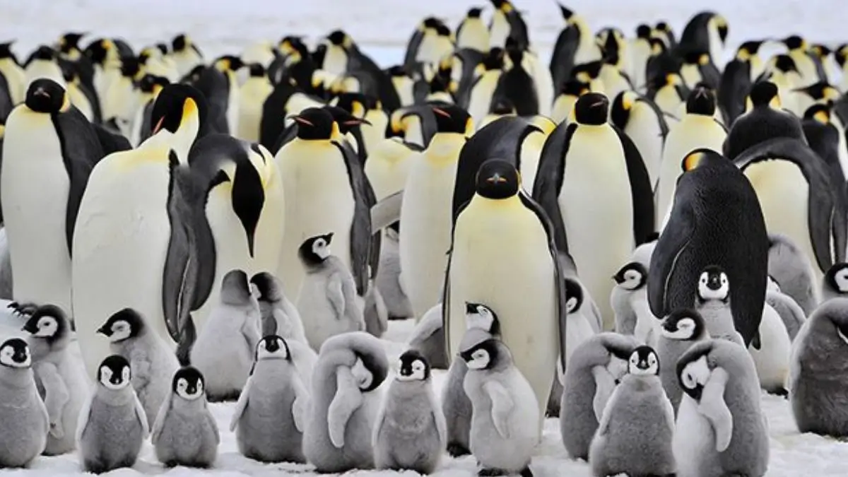 5 Amazing Animal Fathers That Redefine Parenting: From Pregnancy to Protecting Their Young