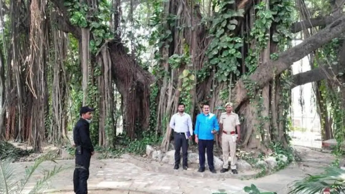 Bihar's 700-Year-Old Munger Banyan Identified as the Oldest Scientifically Dated Banyan Tree