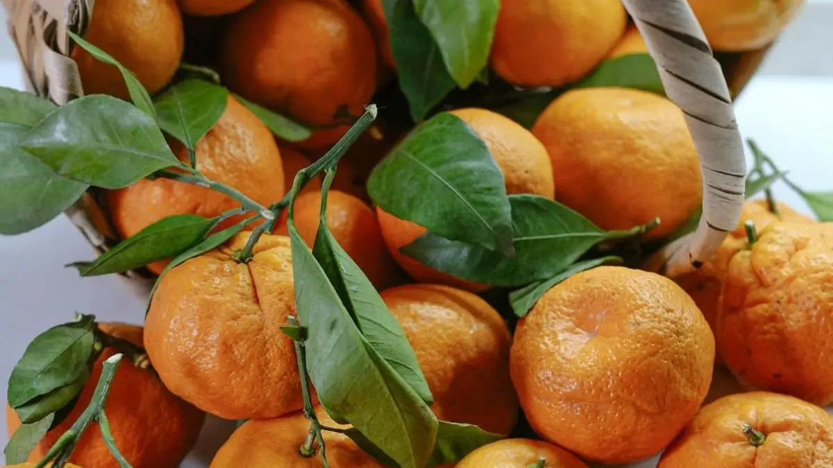Sirsa Kinnow Receives GI Tag, Becomes Haryana's First Fruit with Geographical Indication Recognition