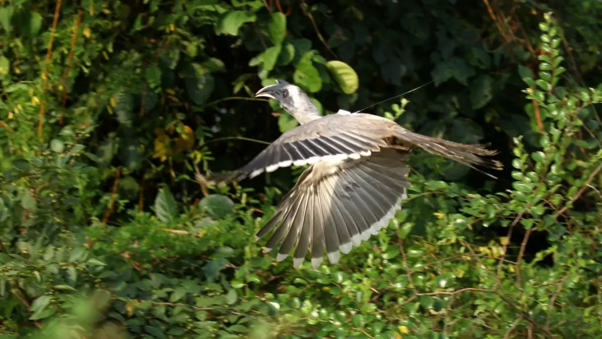 Indian Grey Hornbill Returns to Gir After 60 Years: Gujarat's Conservation Success