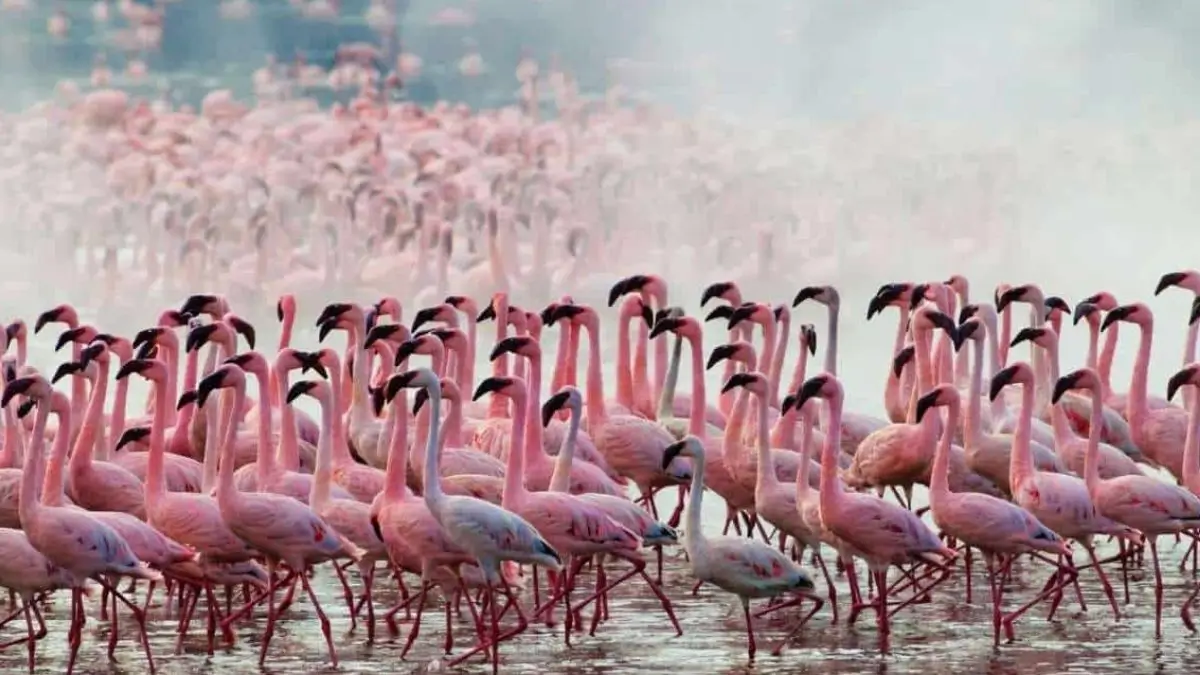 India's First AI-Powered Bird Sanctuary Coming to Maharashtra: Features, Location and Significance