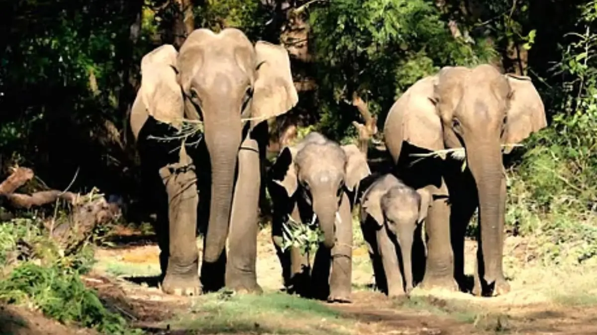 Uttarakhand to Radio-Collar Elephants Ahead of Haridwar Kumbh 2027