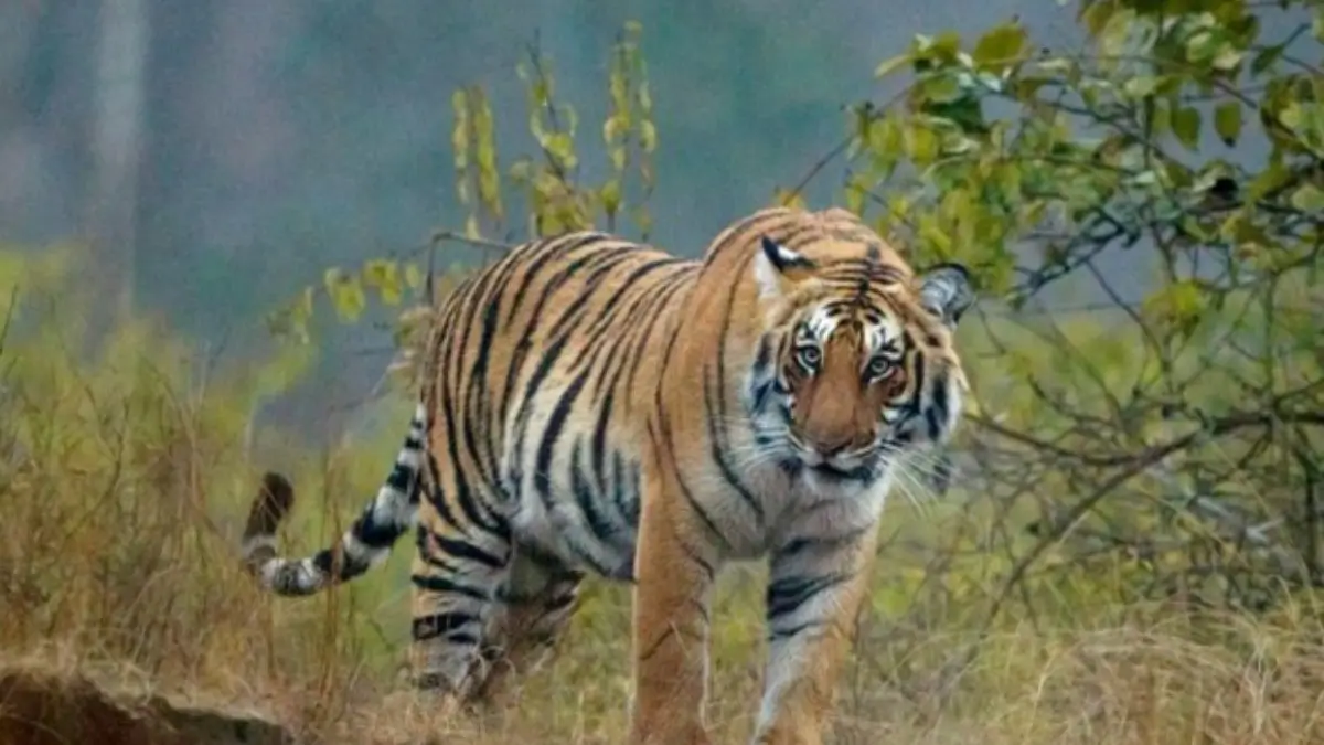 International Tiger Day 2026: Date, Theme, History, Significance, Facts and Tiger Conservation in India