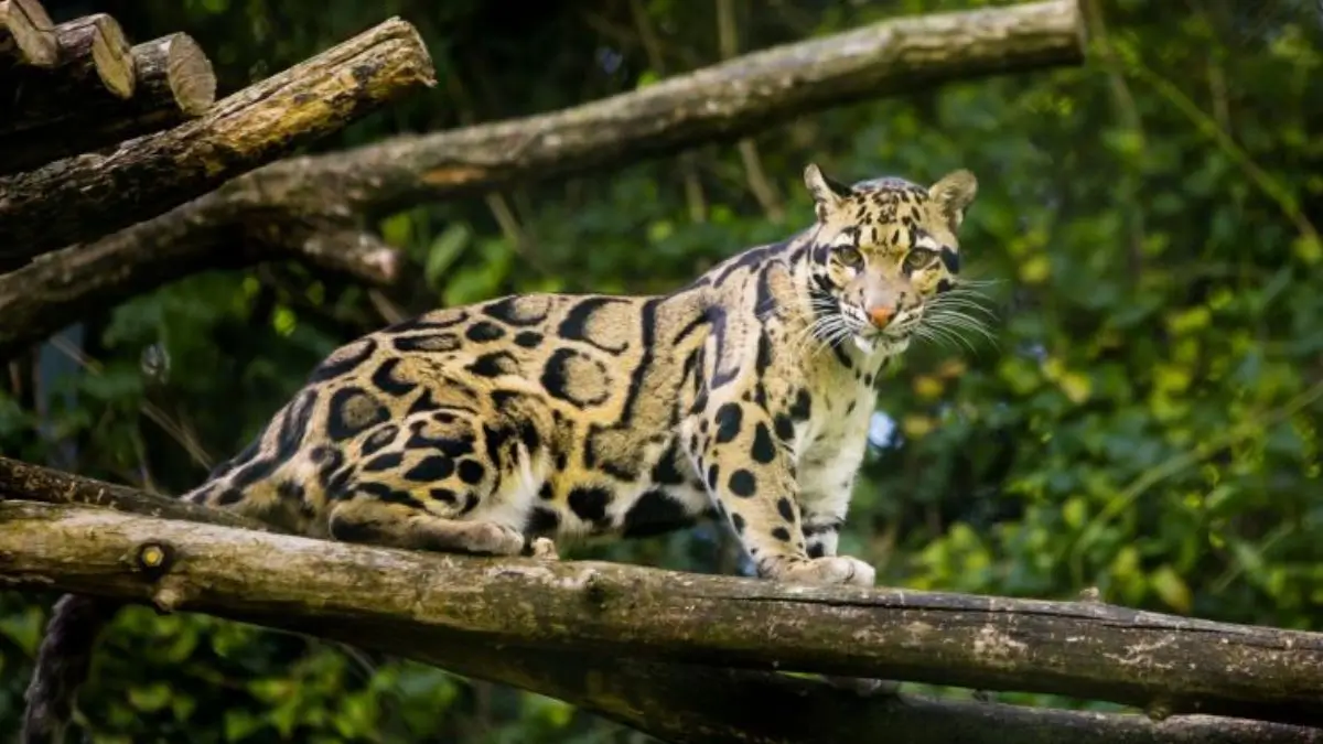 International Clouded Leopard Day 2026: Date, Theme, Facts, Conservation Status and India's New Action Plan