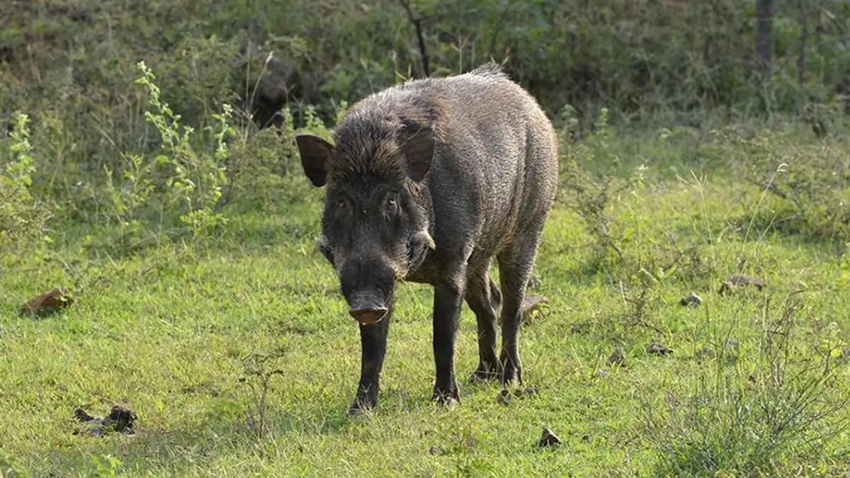 Indigenous African Swine Fever Vaccine Developed by ICAR: India Unveils First Homegrown ASF Vaccine for Pigs