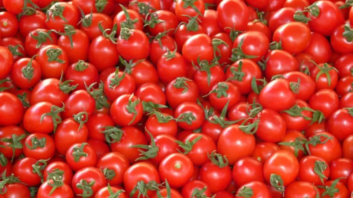 Top 5 Tomato Producing States in India 2025-26: Madhya Pradesh Tops the List