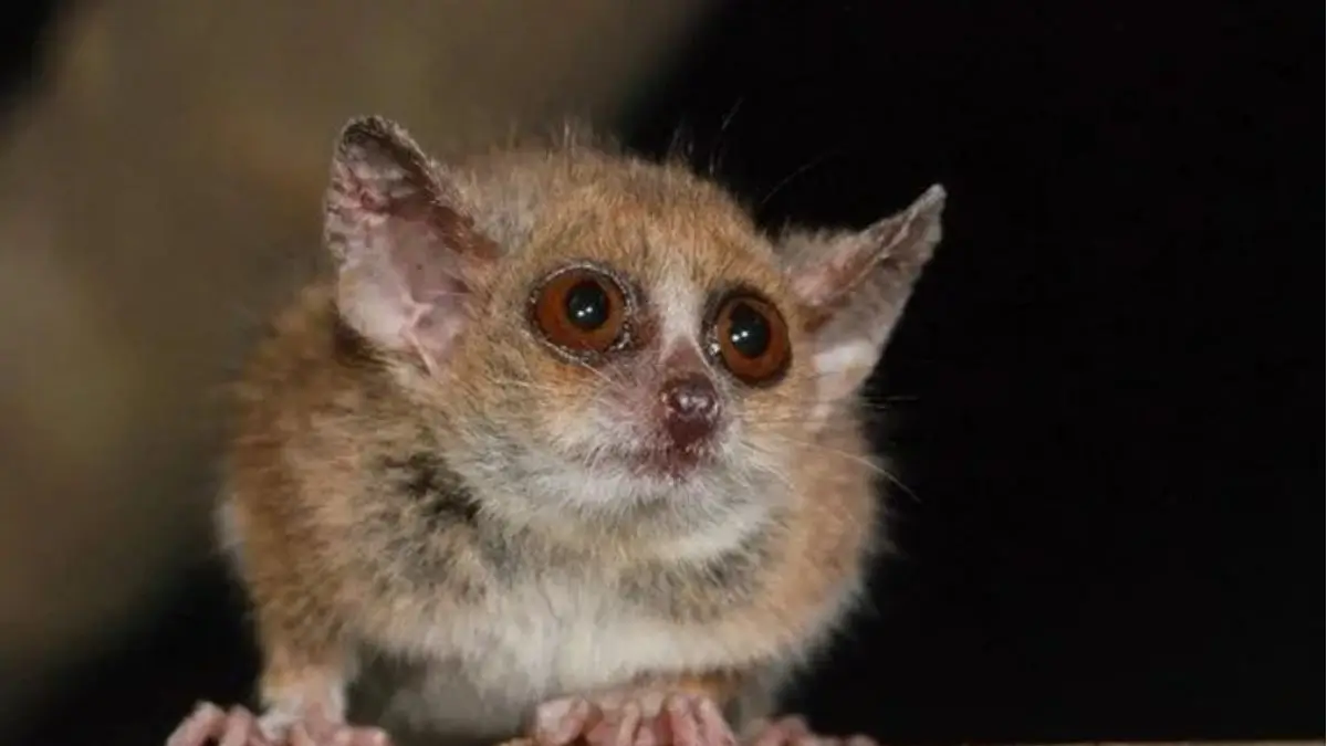 Which is The Only Animal Known to Hibernate and Dream?