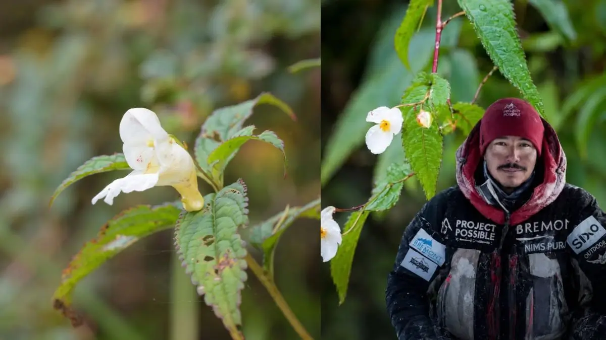 Impatiens Nimspurjai: Himalayan Plant Named After Nirmal Purja