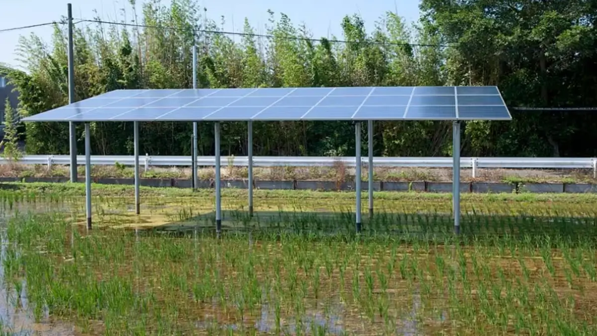 Don't Put All Your Eggs in One Basket: How Solar Panels Changed Rice Farming in Japan