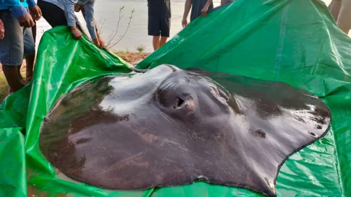 What is the World’s Largest Freshwater Fish? All About the Record-Breaking Giant Stingray