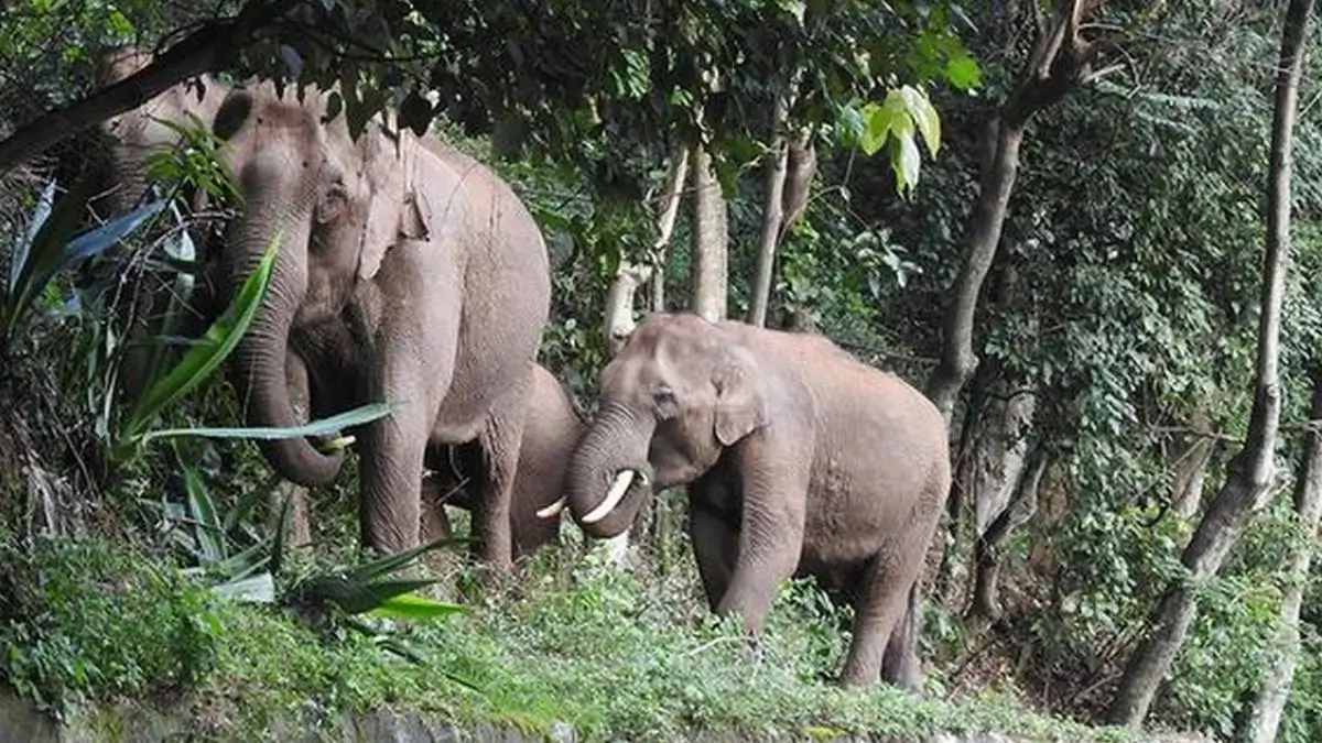 Tamil Nadu Notifies Three Elephant Corridors in Hosur Forest Division