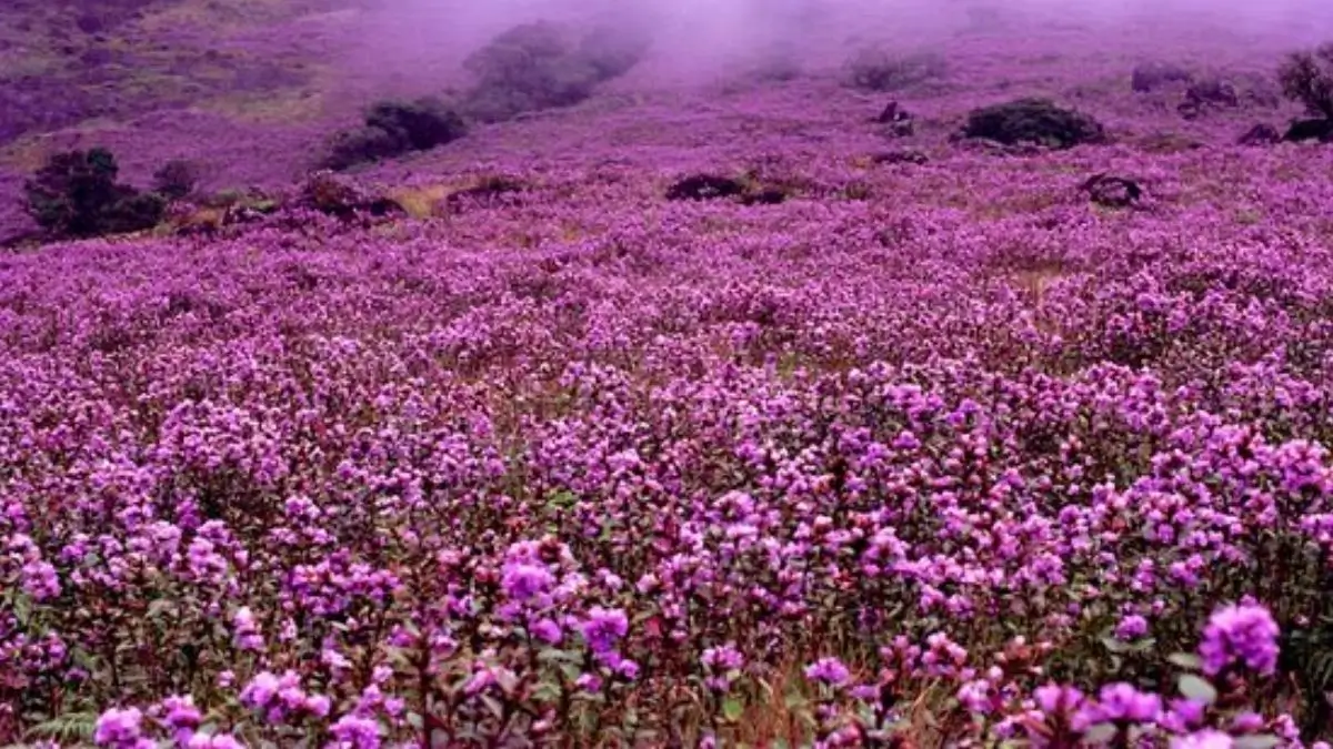 8 Places in India Where You Can Find the Rare Neelakurinji Flower