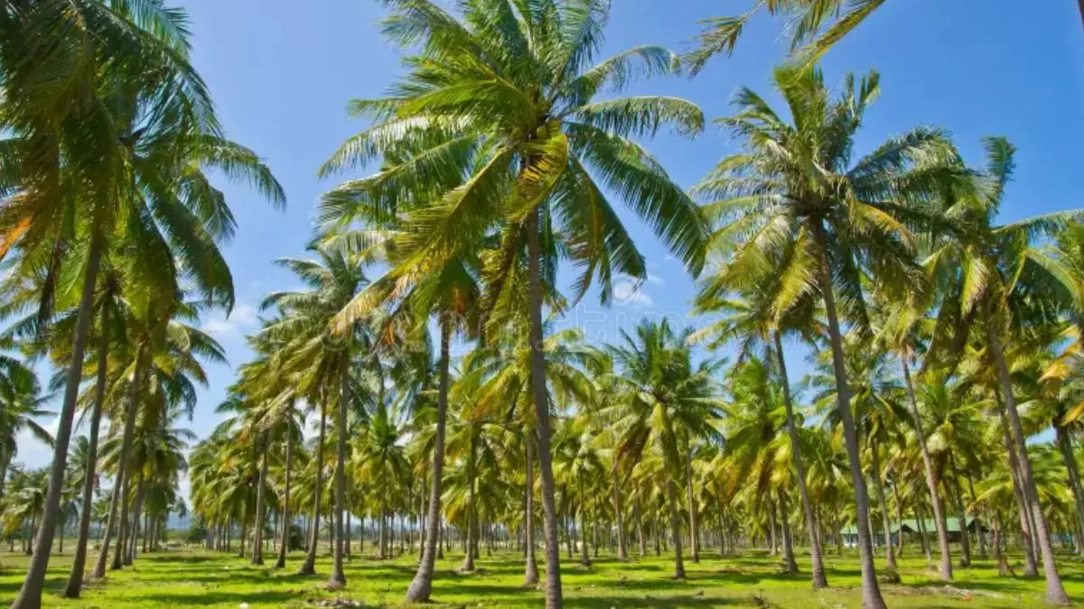 Kerala to Set Up Coconut Park to Boost Value Addition and Exports