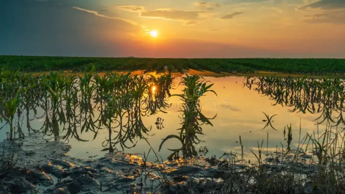 El Niño 2026 May Intensify, WMO Warns of Impacts