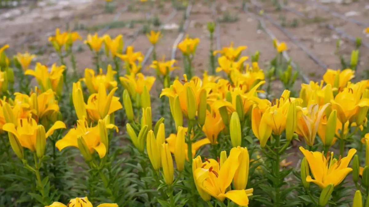 Ladakh Unveils World’s Highest Flower Fields at 10,600 Feet
