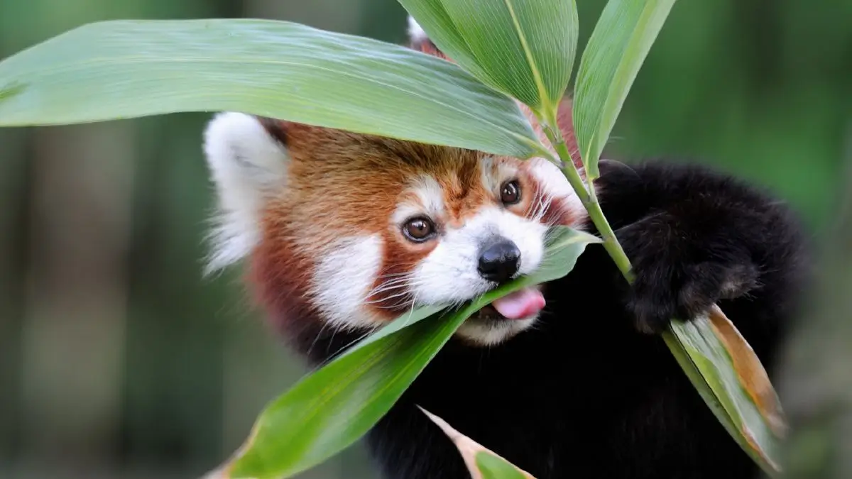 International Red Panda Day 2026: Date, History, Facts and Significance