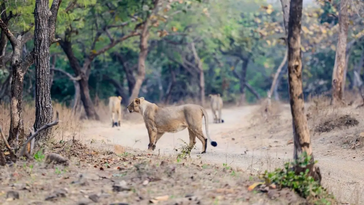 Gujarat Restructures Porbandar Forest Division to Develop Barda as Second Home for Lions