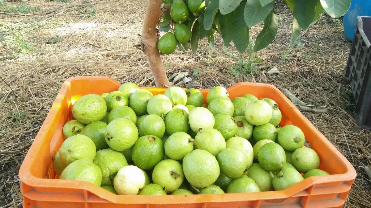 Guava Capital of India: Which Place Is Known for Guava Cultivation?